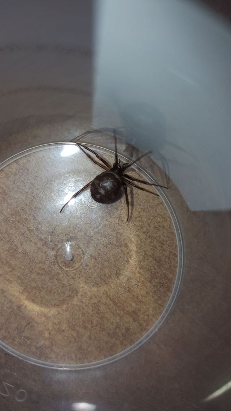 Steatoda grossa - Banzi (PZ)